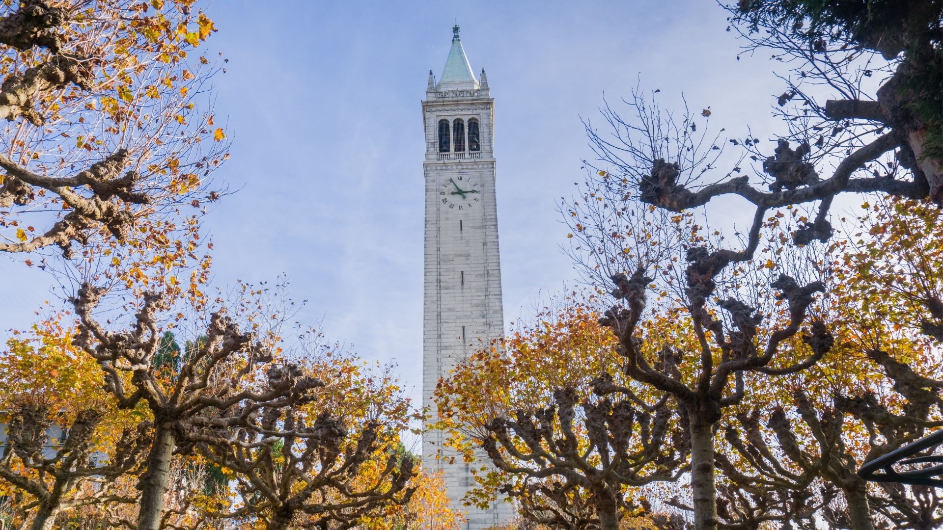 Image of UC Berkeley campanile and trees